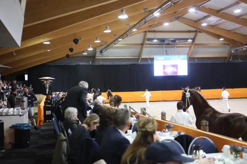 Twee hengsten aangemeld voor na- en herkeuring tuigpaarden featured image