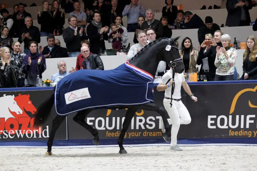 Kampioenshengst 2019 Le Formidable aanwezig op najaarsverrichtingsonderzoek featured image