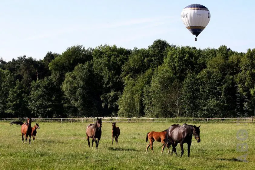 Landen luchtballon wordt paard fataal, ballonvaarder voor rechter featured image