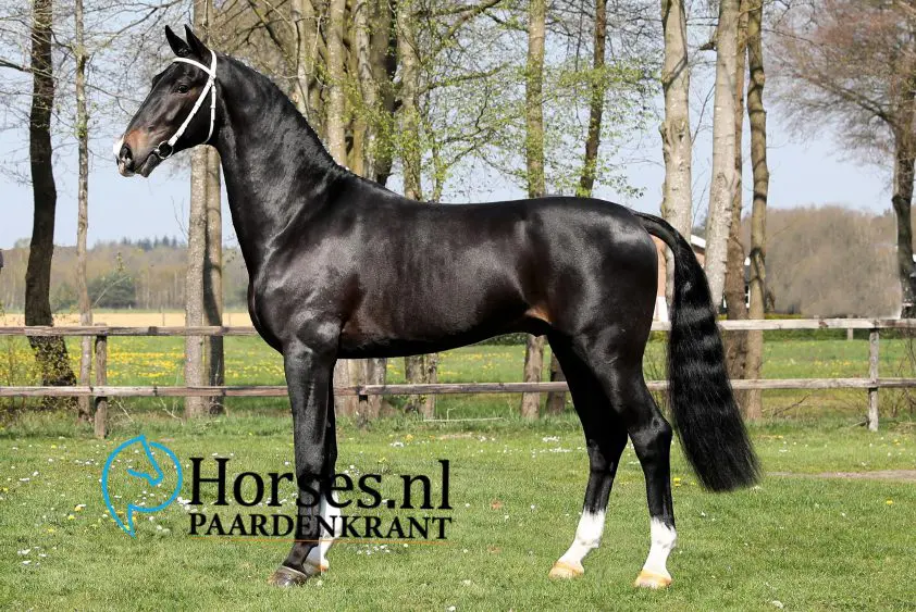 Negen tuigpaardmerries via Vledder naar CK Noord in Tolbert featured image