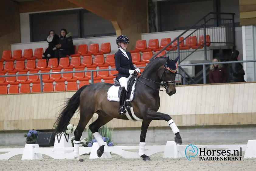 Kim Noordijks Lichte Tour-paard Cees (13) overleden featured image