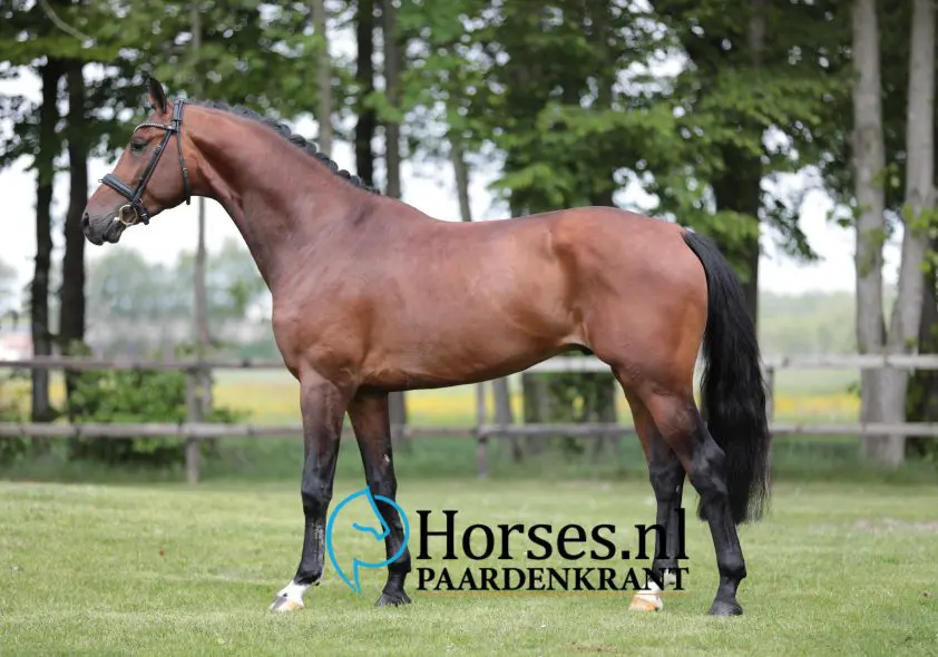 SK Gelders paard: Twee keer 90 punten voor Loyd-dochter Pippa-Baringa featured image