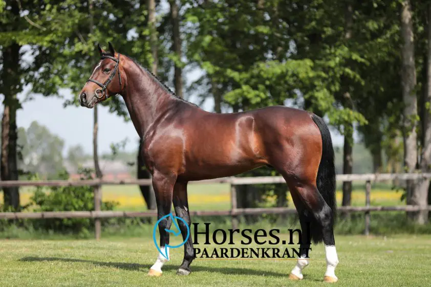 Eén WFFS-drager onder 19 ingeschreven hengsten featured image