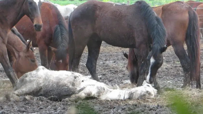 Dier&Recht eist importstop Zuid-Amerikaans paardenvlees featured image