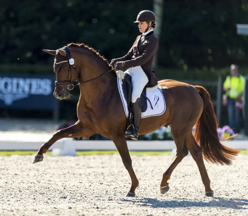 Drievoudig Frans kampioen en WK-paard First Step Valentin maakt GP-debuut featured image