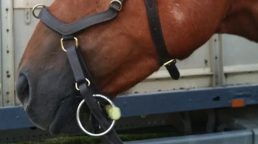 Bitloze ruiter gediskwalificeerd voor verkeerd gebruik hoofdstel featured image