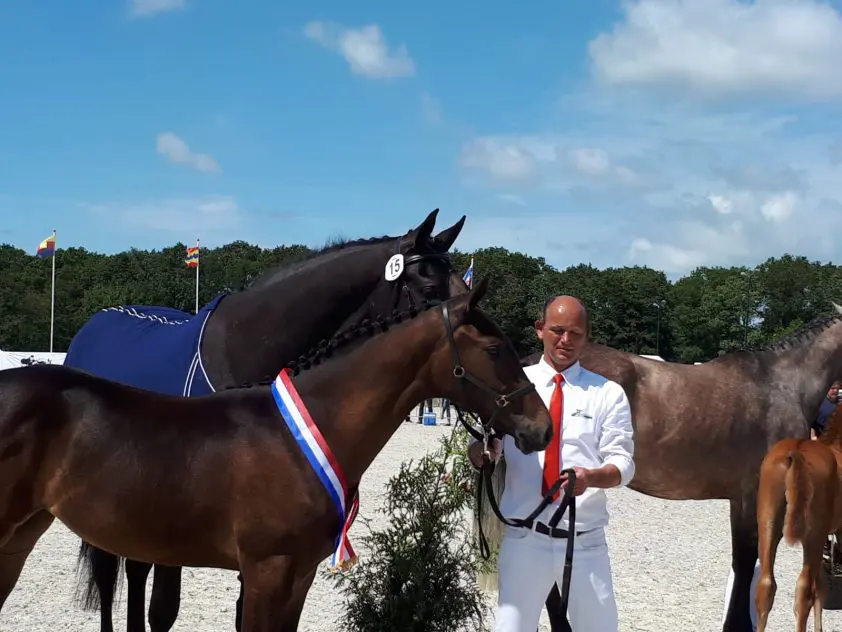 Kopgroep vol VDL-veulens, zelfgefokte O’Dame VDL kampioen featured image