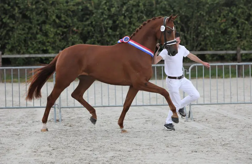 CK België: Eye Catcher levert kampioen featured image