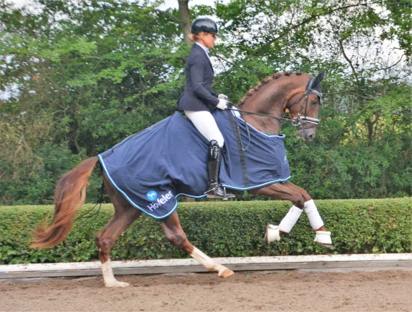 Belvedere DB gecastreerd en naar Nick Wagman featured image