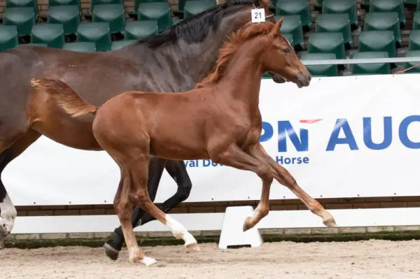 Gemiddeld 4.348 euro voor veulens op KWPN Online veilingen featured image