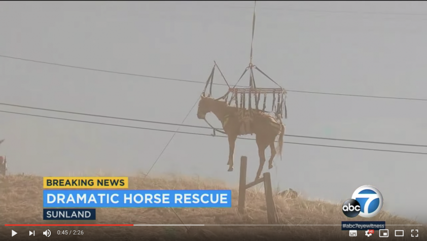 Video: helikopter redt paard uit ravijn featured image