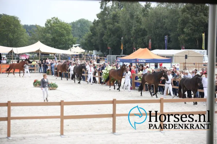 Aandachtspunten NK driejarige merries voor aanstaande zaterdag featured image
