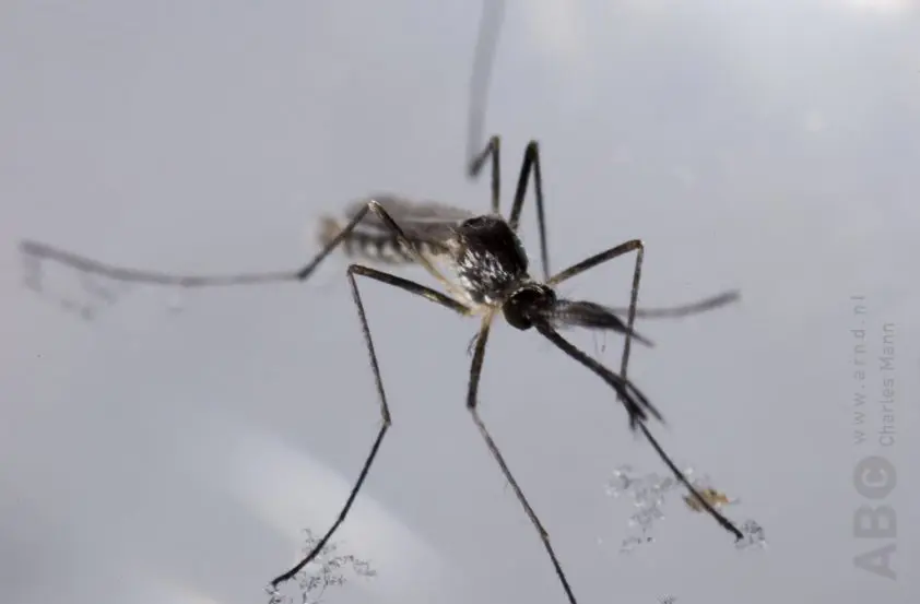 Westnijlvirus bij paarden: tijd om op te letten? featured image