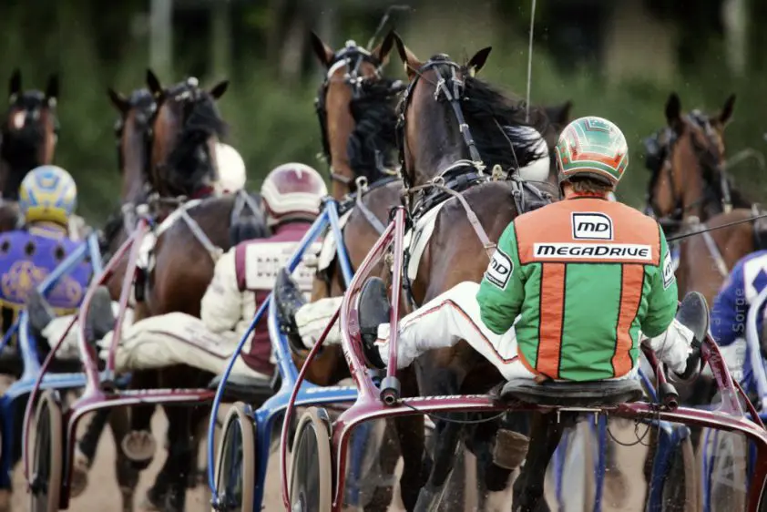 Gestolen koerspaarden uit Olen gevonden in Roemenië, twee mannen opgepakt featured image