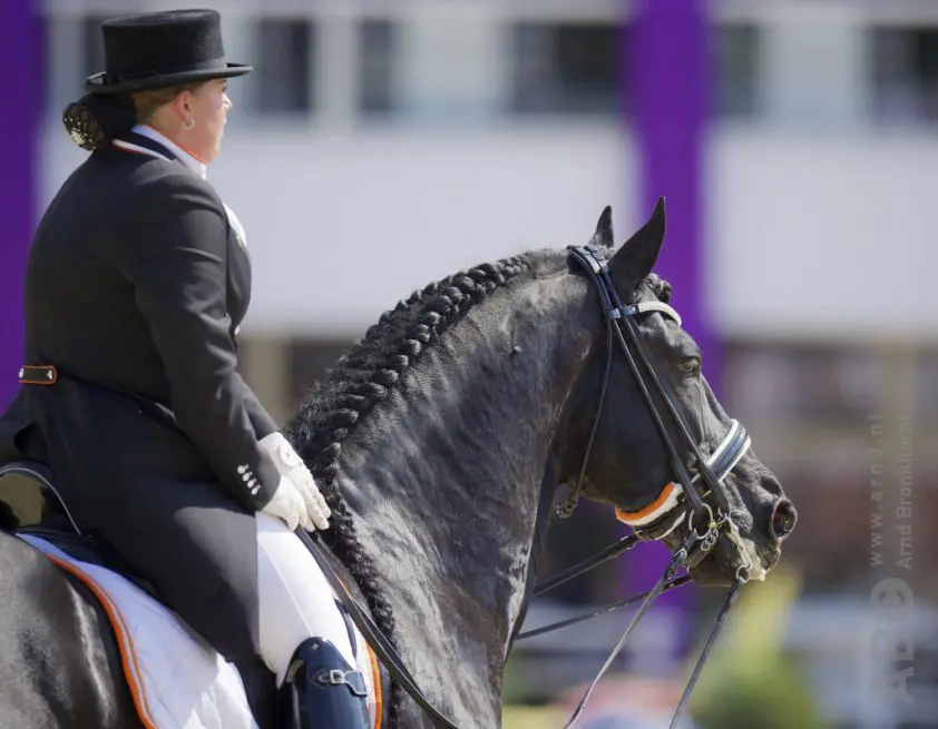 Grand Prix-hengst Wilke C van de Wijdewormer neemt afscheid featured image