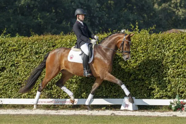 Sir Heinrich levert wederom veilingtopper, Sinfonie voor 130.000 euro afgeslagen featured image