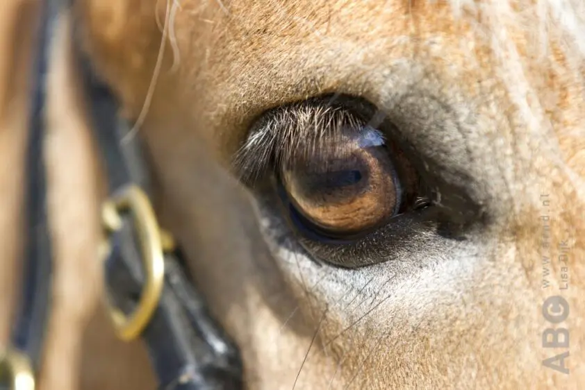 Duitse politie vindt pony’s, ezel, nandoe en alpaca’s in busje van Nederlander featured image