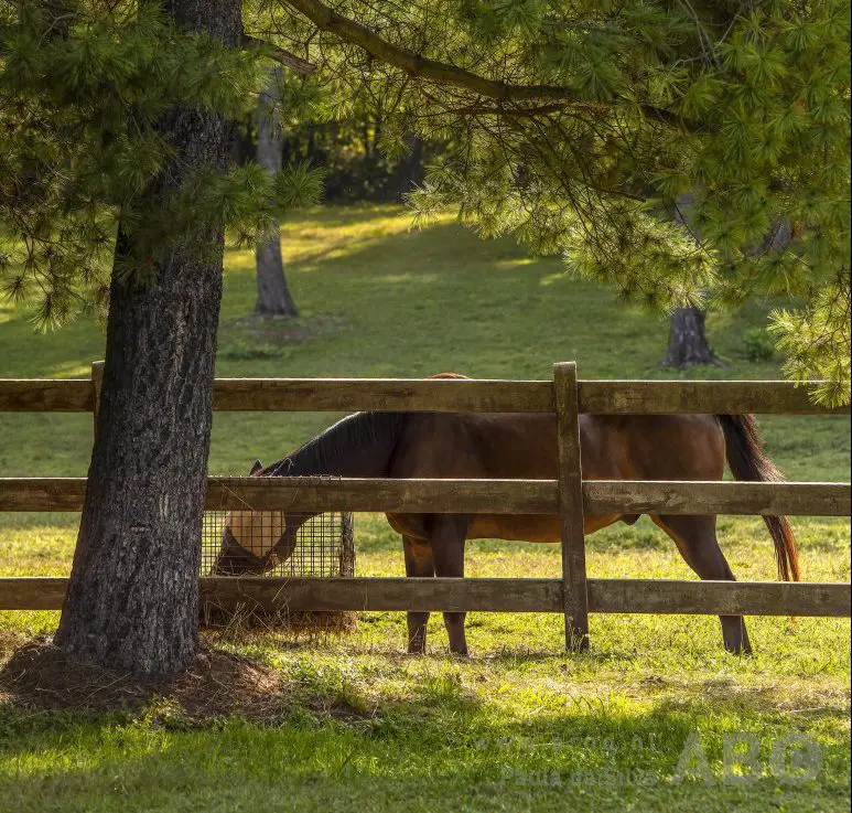 Alternatieve huisvesting: voor veel paarden geschikt, maar niet voor alle eigenaren featured image