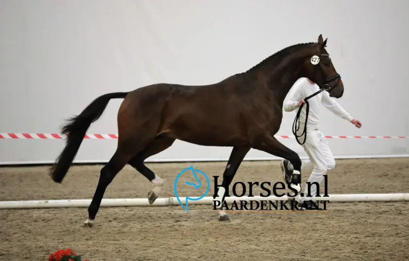 Marian Dorresteijn: ‘Spanning bemoeilijkte beoordeling’ featured image