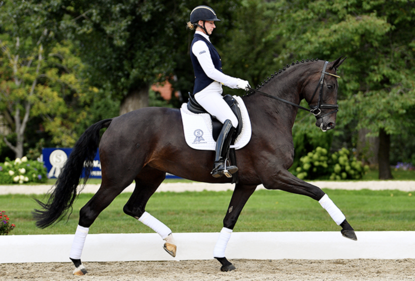 PSI-merrie Zantana RS2 wint internationaal debuut met Marieke van der Putten: 72,549% featured image