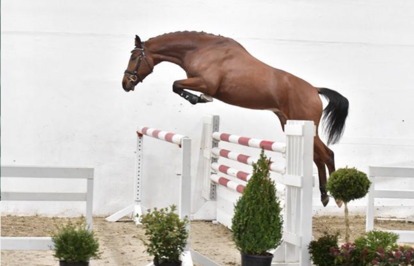 PS Online veiling: 62.000 euro voor Vivant-zoon featured image