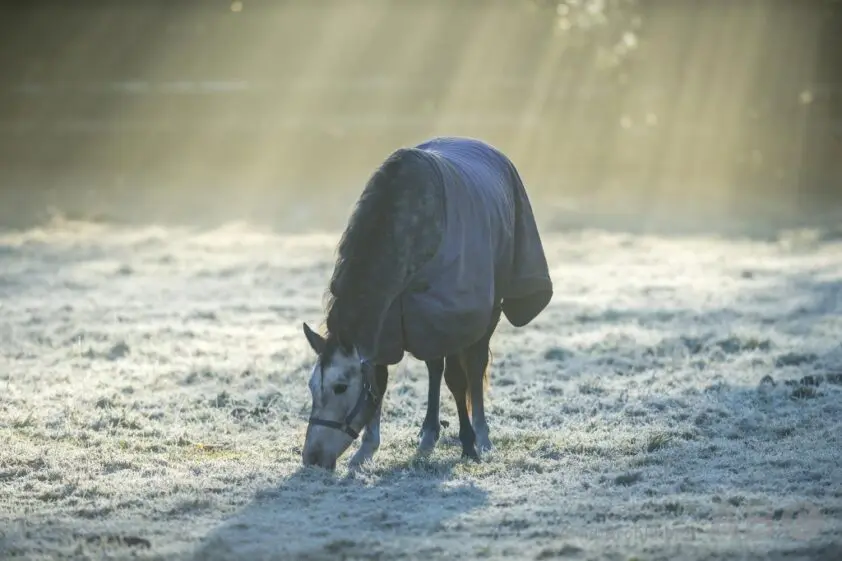 Voedingswaarde van gras in de winter featured image