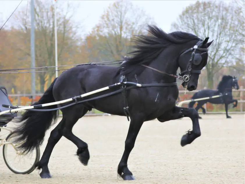 KFPS-bestuur reageert op vragen ledenraad over cornage bij Boet 516 featured image