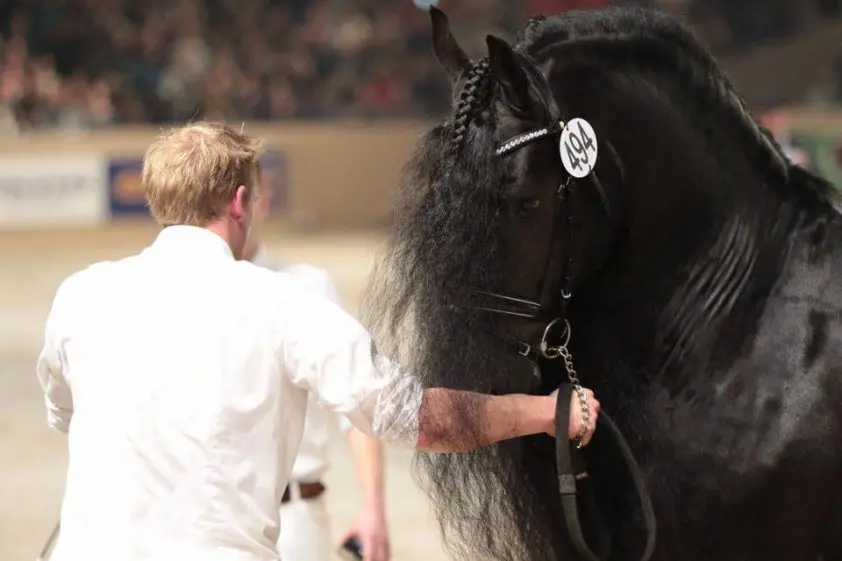 Elias 494 is Fries paard van het jaar featured image