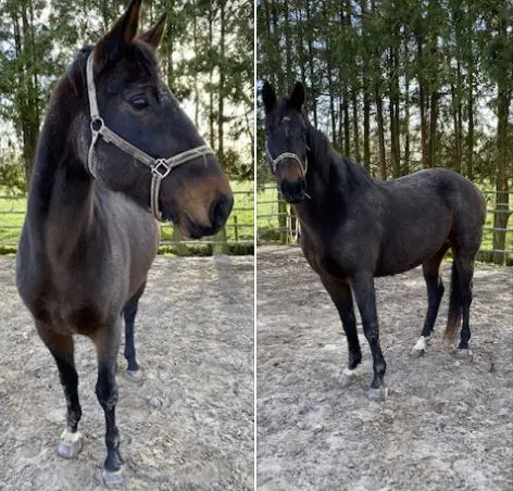 Gezocht: eigenaar van loslopend paard in Boelenslaan featured image