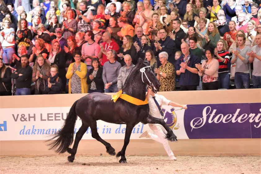 Friese hengstenkeuring 2021 alleen op scherm te volgen featured image