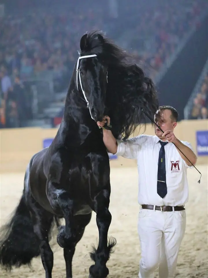 Matthys 504 gaat spectaculair naar kampioenschap jongere hengsten featured image