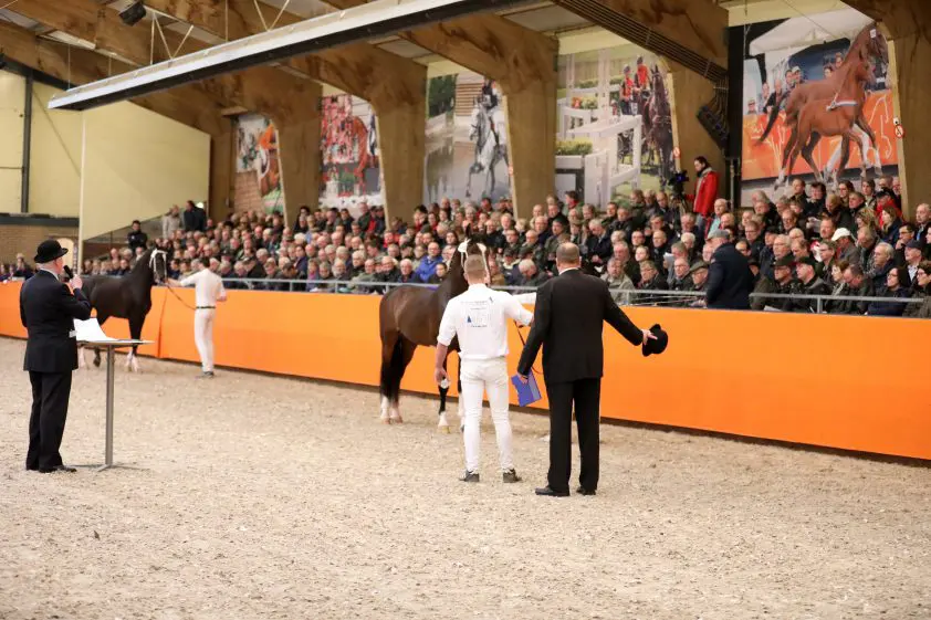 KWPN zoekt nieuwe voorzitter hengstenkeuringscommissie tuigpaard featured image