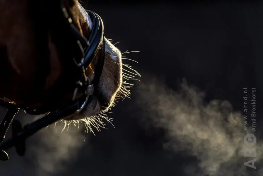Kreupele pony moet terug, gezin uit Rijssen heeft recht op vergoeding featured image