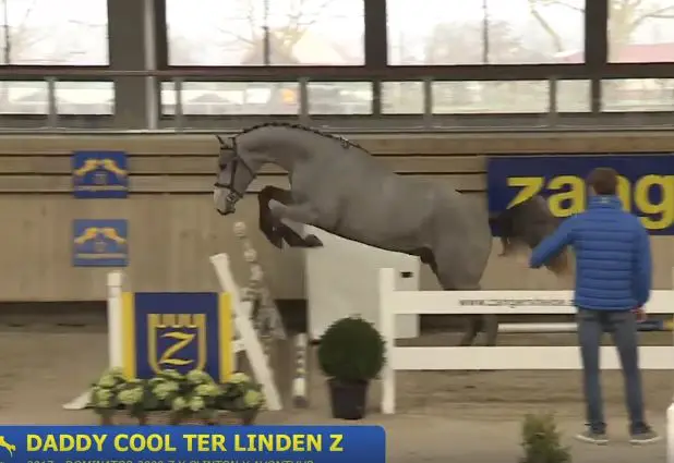 Hengstenkeuring Z-France levert 26 hengsten op featured image