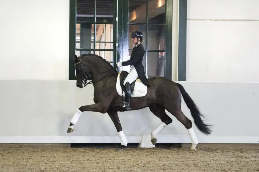 EDS-veilingtopper Fellini opnieuw onder de hamer featured image