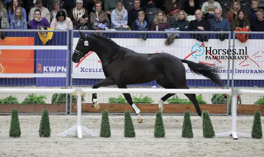 La Grande Semaine: Zilver en brons voor KWPN’ers My Toto VDT en Kayden featured image