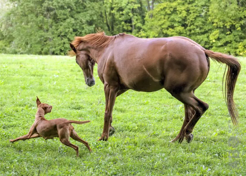 Kijktip: Hoe blijft de dierenarts betaalbaar? featured image