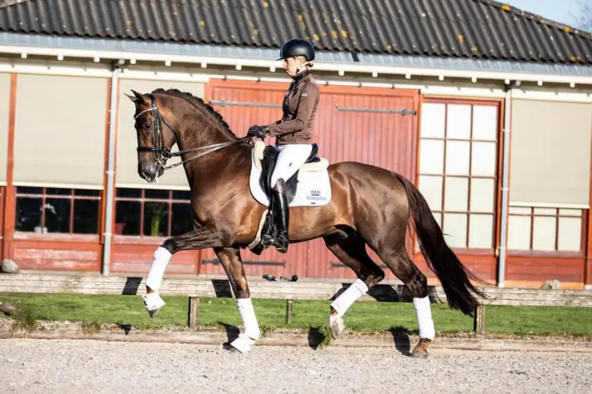 KWPN-hengst Jheronimus verder onder Kirsten Brouwer: ‘Ik bof met hem’ featured image