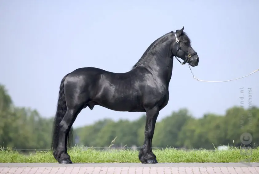 Friese hengst Ulke 338 overleden: ‘Hij heeft ons heel erg veel gebracht’ featured image