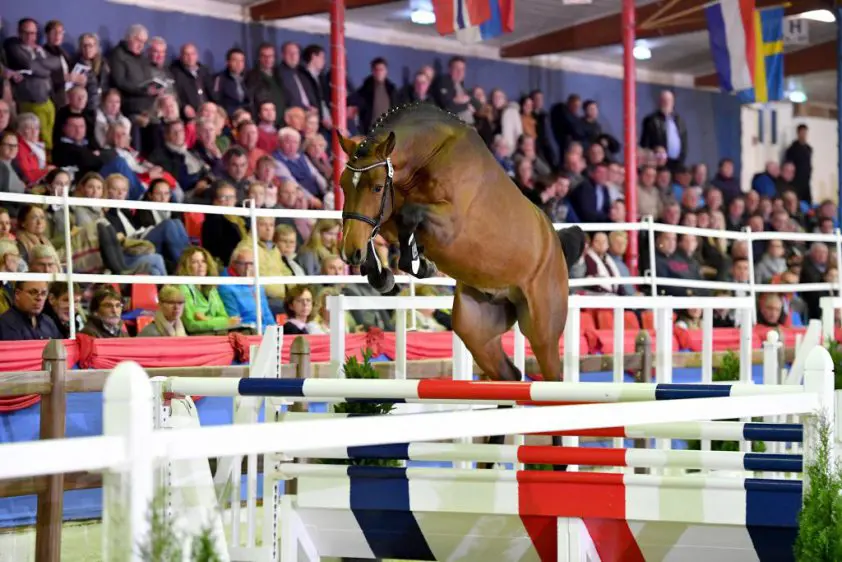 Cero Blue TN wint finale vierjarigen in Lichtenvoorde featured image