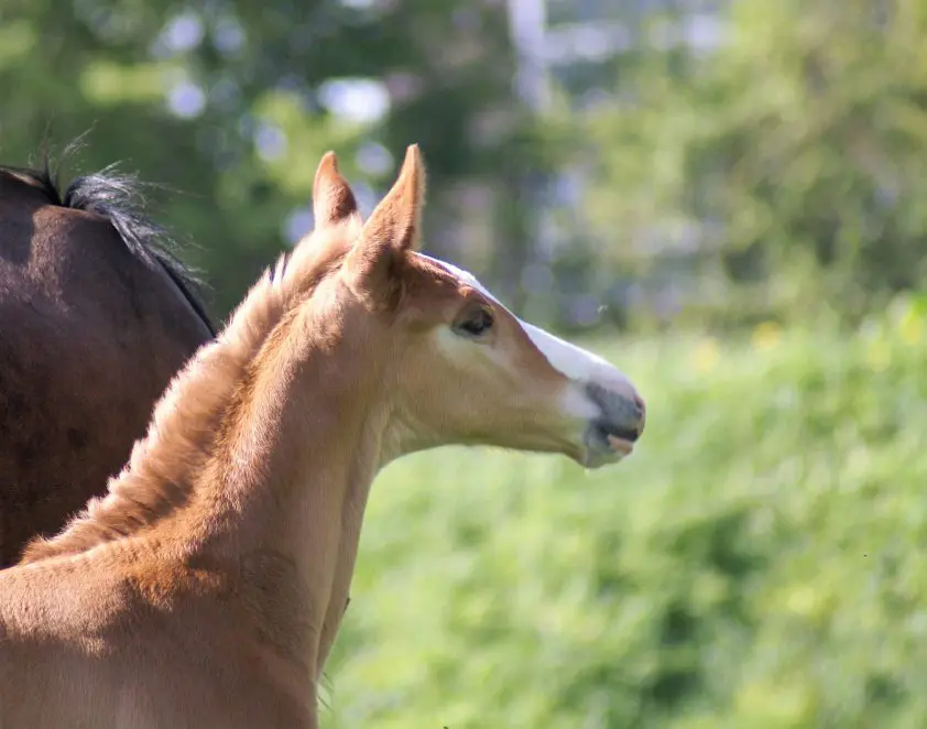 Veulenveiling Dronten en Starsale kiezen voor gezamenlijke online veiling featured image