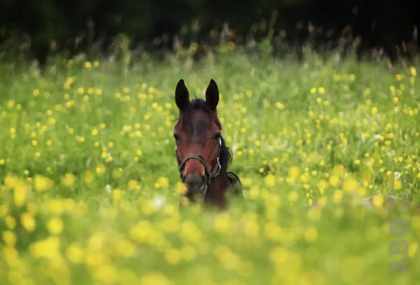 Gras & gezondheid, hoe zit dat? featured image