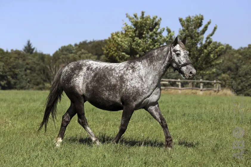 Lezersvraag: Pony met overgewicht af laten vallen zonder intensievere training, kan dit? featured image