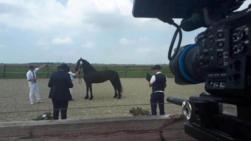 Kroonpredicaat en twee nieuwe stermerries in Henswoude featured image