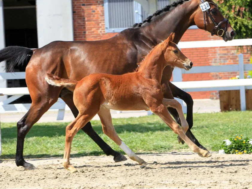 Hengstveulen van Vitalis topper in Verden: 52.000 euro featured image