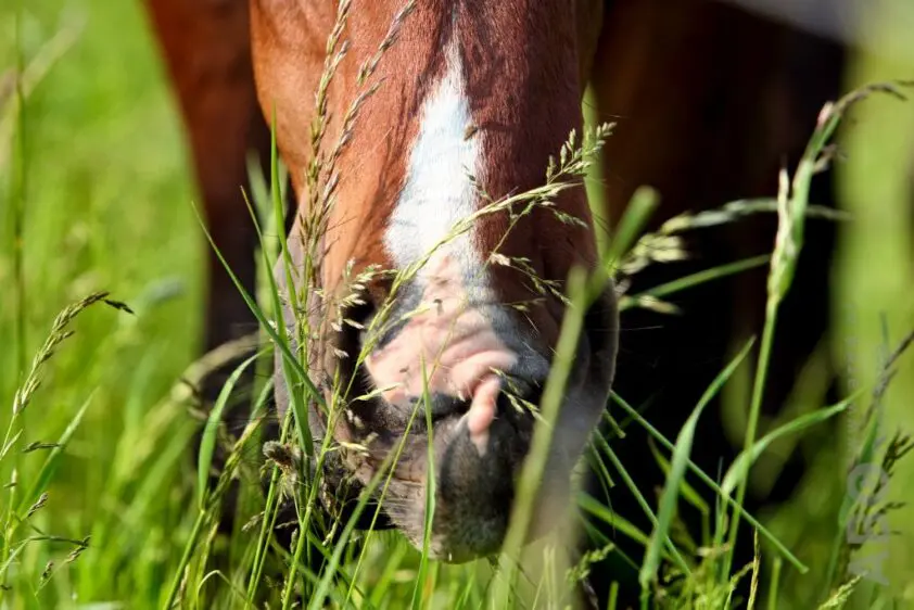 Weetjes over gras featured image
