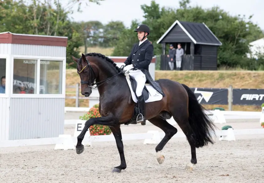 Revolution levert uit eerste jaargang Hannoveraanse merriekampioene featured image
