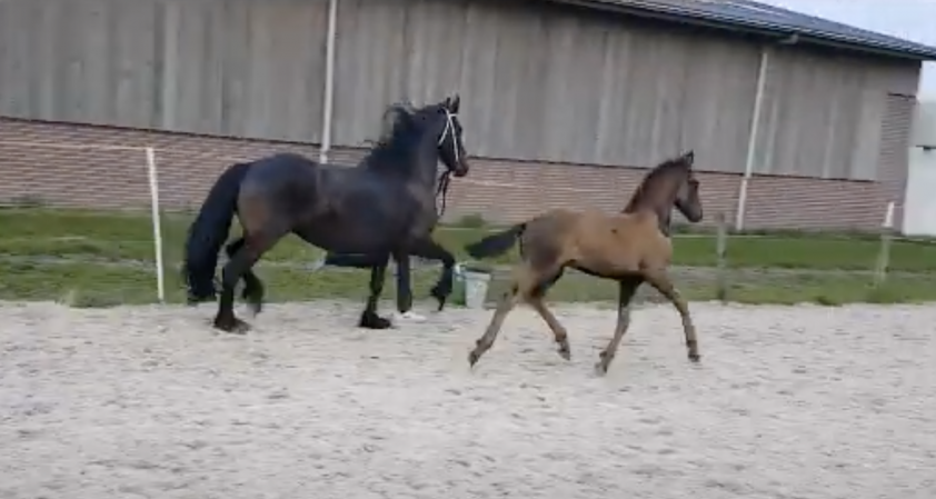 Ilse de Jong: ‘Hopelijk kunnen we met Macho naar de HK’ featured image