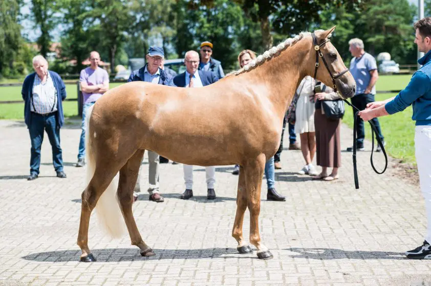 Kwaliteit voor kwantiteit bij stamboekopname New Forest featured image