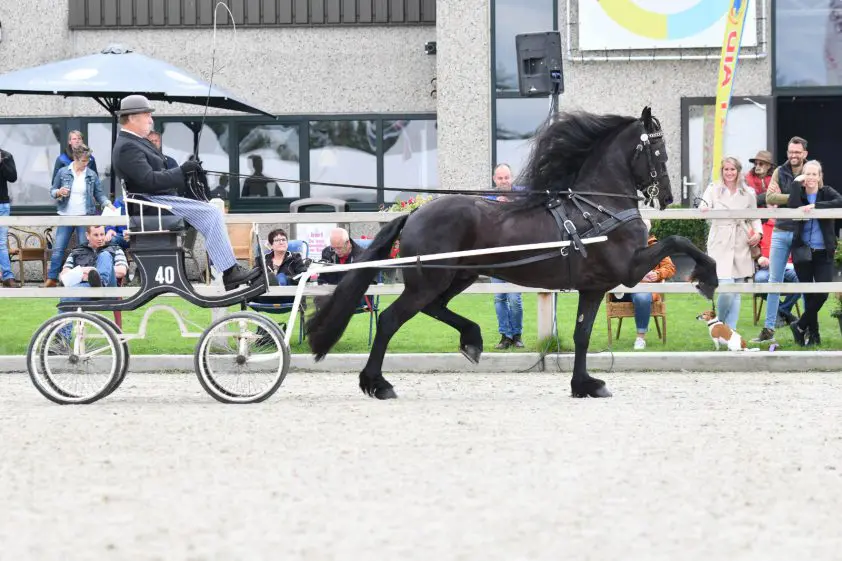Herhaling van zetten bij tuigpaarden Exloo, Melle van de Lits valt op bij Friezen featured image
